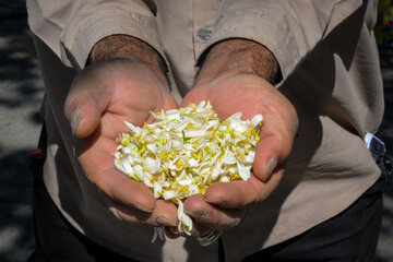 City Where Poetry Blooms: Orange Blossom in Shiraz
