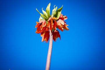 Crying Flowers of Koohrang; Iran’s Inverted Tulips, Their Timeless Tale