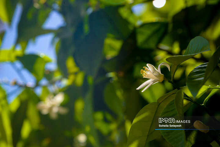 City Where Poetry Blooms: Orange Blossom in Shiraz