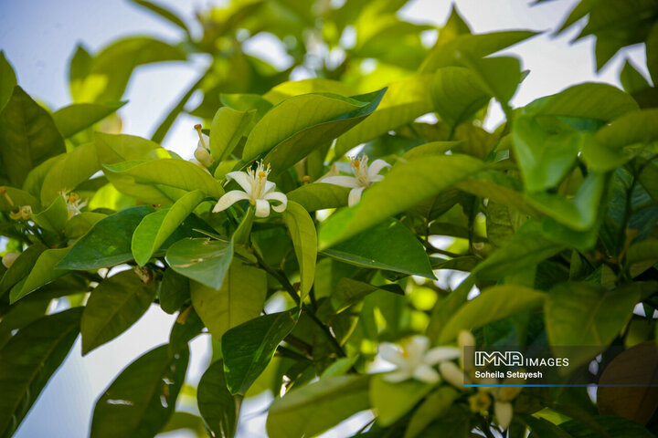 City Where Poetry Blooms: Orange Blossom in Shiraz