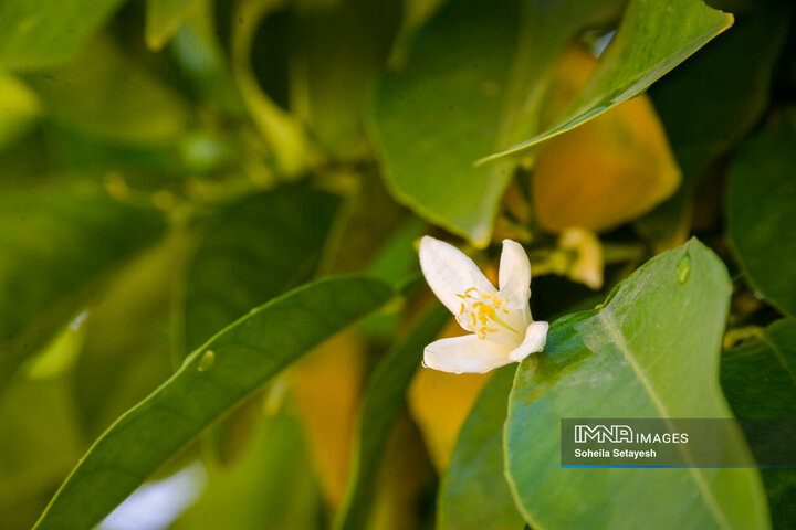 City Where Poetry Blooms: Orange Blossom in Shiraz