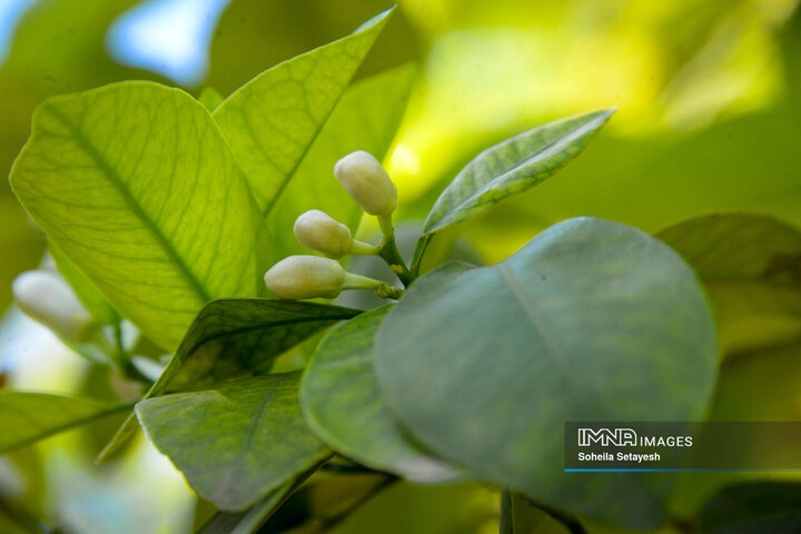 City Where Poetry Blooms: Orange Blossom in Shiraz