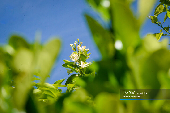 City Where Poetry Blooms: Orange Blossom in Shiraz