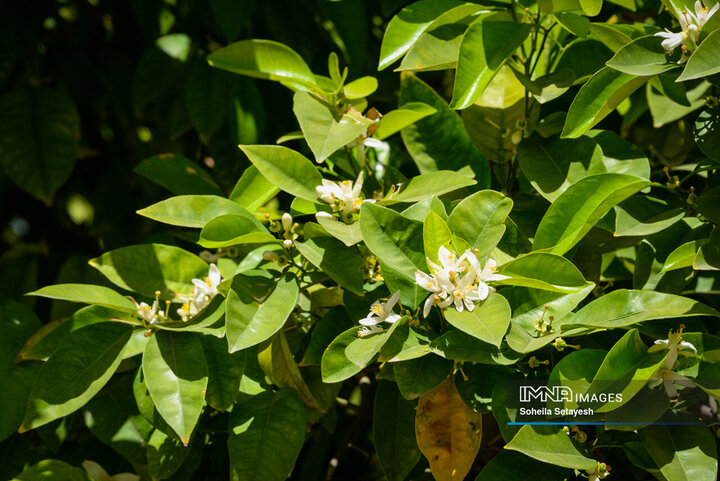 City Where Poetry Blooms: Orange Blossom in Shiraz