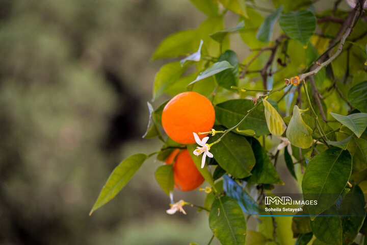 City Where Poetry Blooms: Orange Blossom in Shiraz