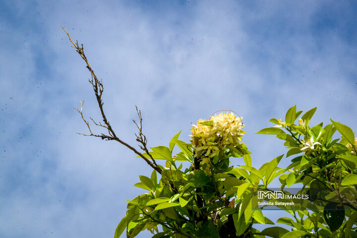 City Where Poetry Blooms: Orange Blossom in Shiraz
