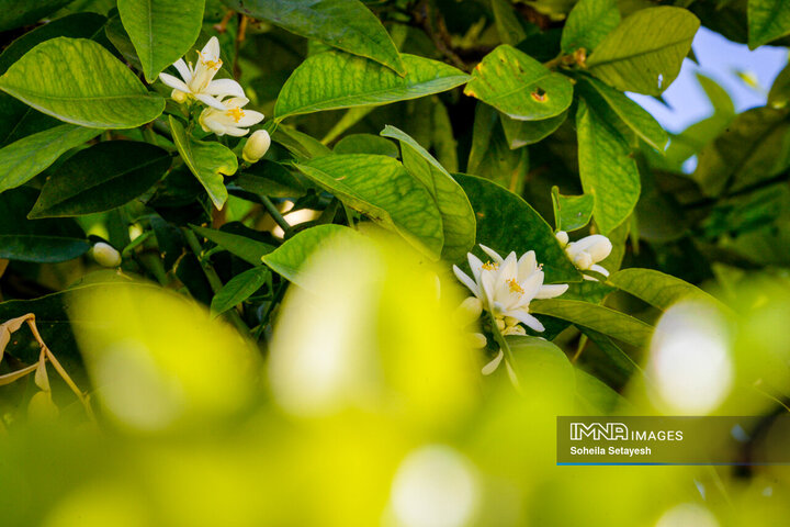 City Where Poetry Blooms: Orange Blossom in Shiraz