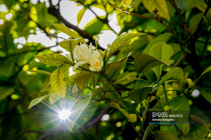 City Where Poetry Blooms: Orange Blossom in Shiraz