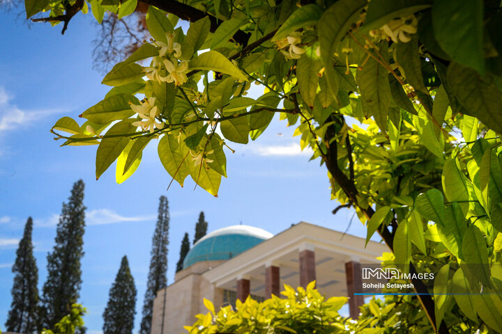 City Where Poetry Blooms: Orange Blossom in Shiraz