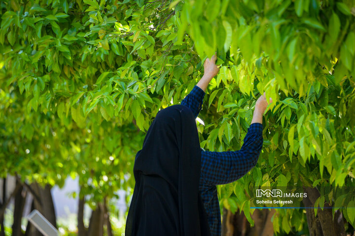 City Where Poetry Blooms: Orange Blossom in Shiraz