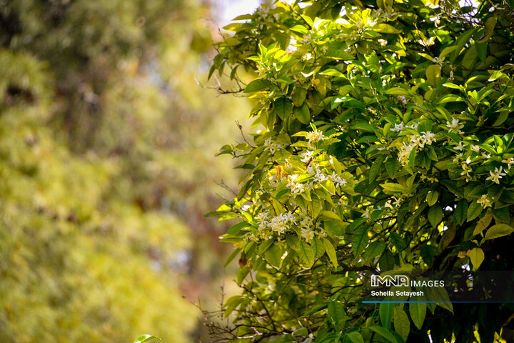 City Where Poetry Blooms: Orange Blossom in Shiraz