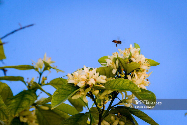 City Where Poetry Blooms: Orange Blossom in Shiraz