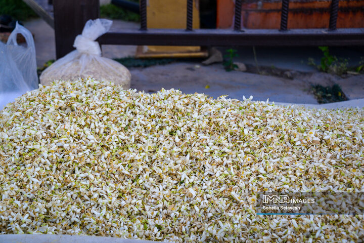 City Where Poetry Blooms: Orange Blossom in Shiraz