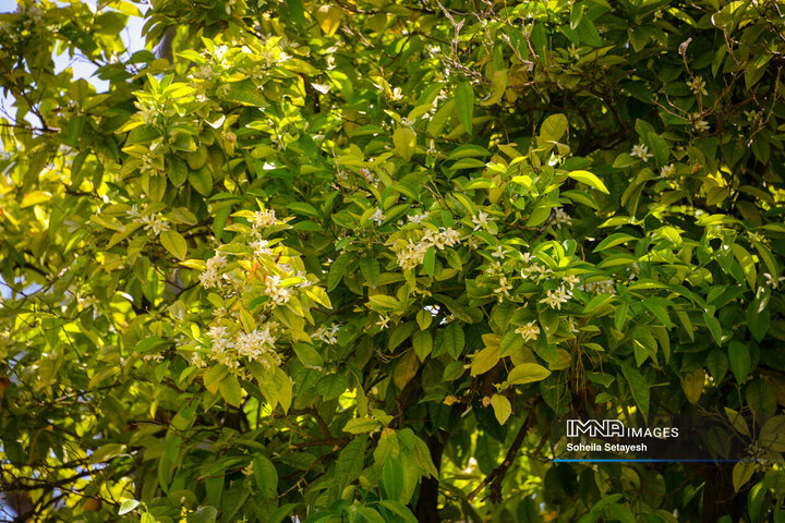 City Where Poetry Blooms: Orange Blossom in Shiraz