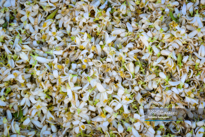 City Where Poetry Blooms: Orange Blossom in Shiraz
