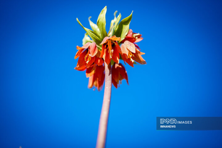 Crying Flowers of Koohrang; Iran’s Inverted Tulips, Their Timeless Tale