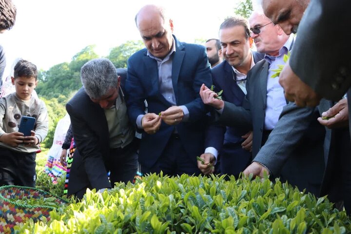 بیش از ۹۸ درصد مطالبات چایکاران پرداخت شده است