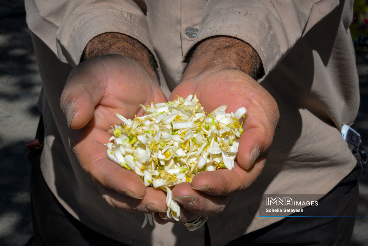 City Where Poetry Blooms: Orange Blossom in Shiraz