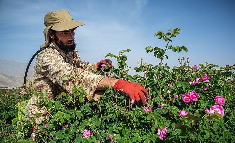 میمند؛ گنج پنهان فارس/  شهر گل و گلاب محمدی در انتظار شکوفایی
