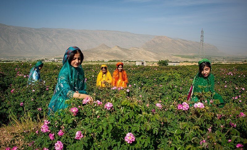 میمند؛ گنج پنهان فارس/ شهر گل و گلاب محمدی در انتظار شکوفایی