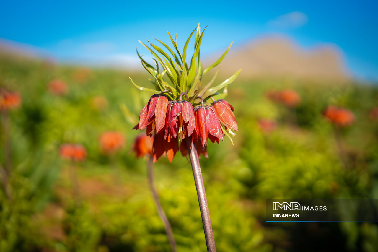 طبیعت ایران زیر پای ناآگاهی