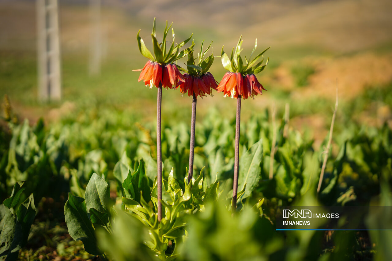 لاله واژگون کردستان، در معرض آسیب جدی