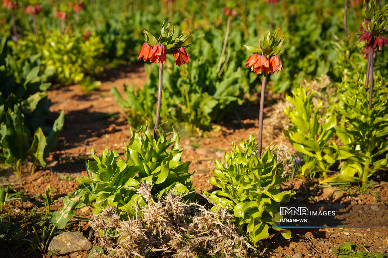 طبیعت ایران زیر پای ناآگاهی