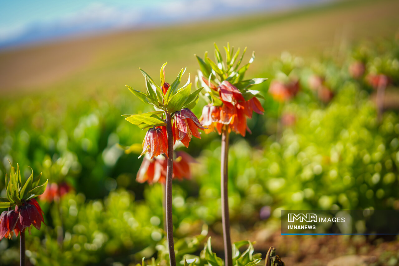 لاله واژگون کردستان، در معرض آسیب جدی