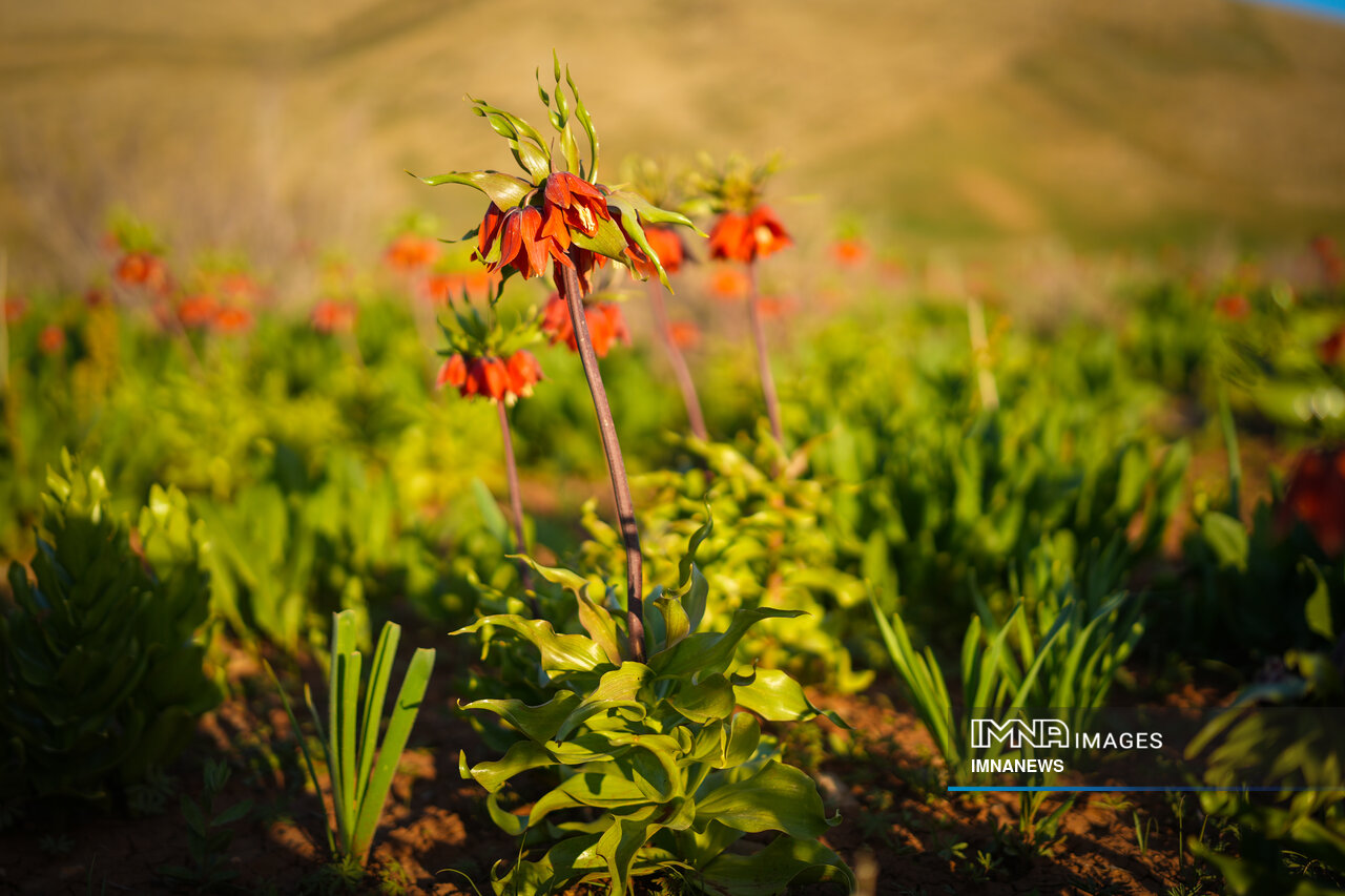 لاله واژگون کردستان، در معرض آسیب جدی
