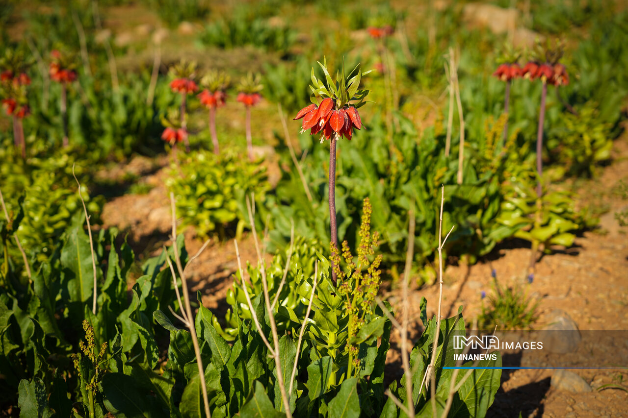 لاله واژگون کردستان، در معرض آسیب جدی