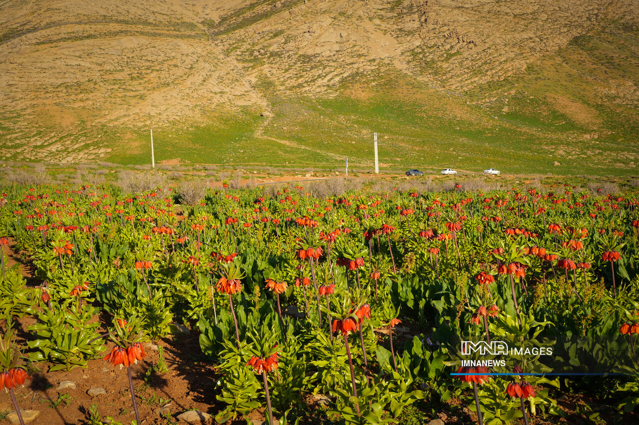 لاله واژگون کردستان، در معرض آسیب جدی