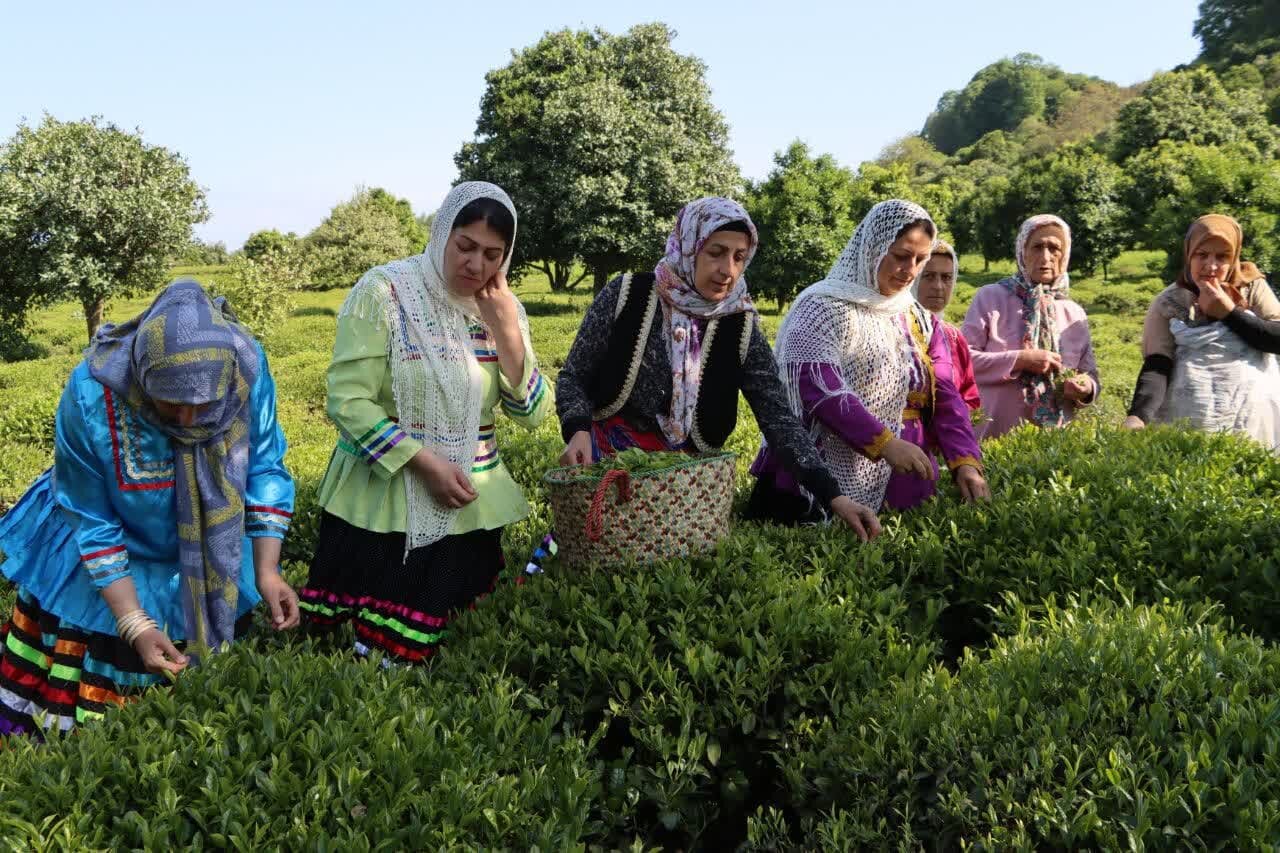 بیش از ۹۸ درصد مطالبات چایکاران پرداخت شده است