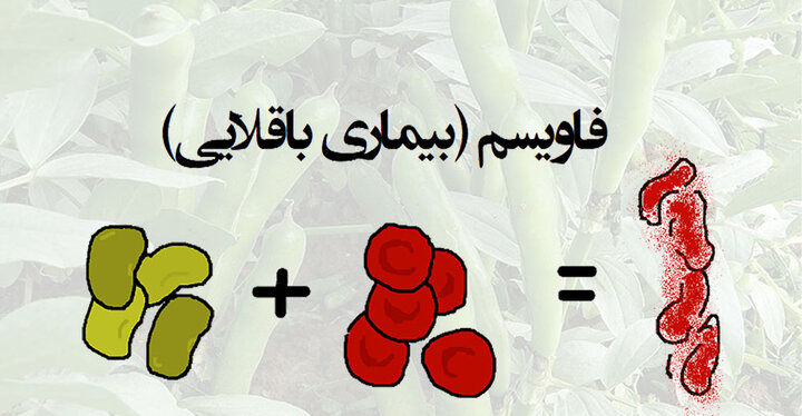 بیماری فاویسم چیست؟ + علائم، علت و درمان بیماری باقلایی