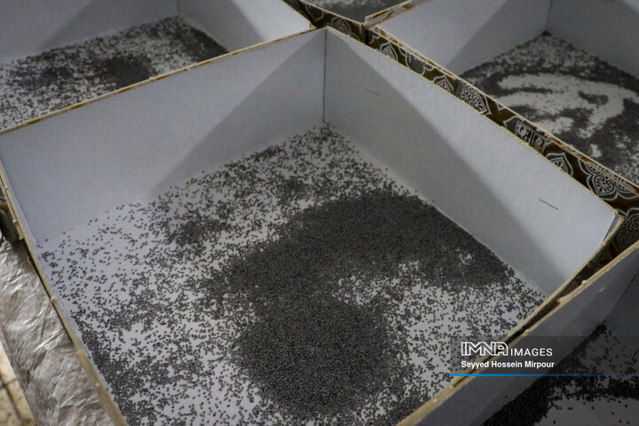 نفس‌های به شماره افتاده نوغان‌داری در تربت حیدریه