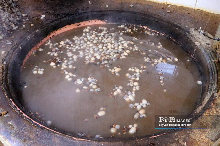 نفس‌های به شماره افتاده نوغان‌داری در تربت حیدریه