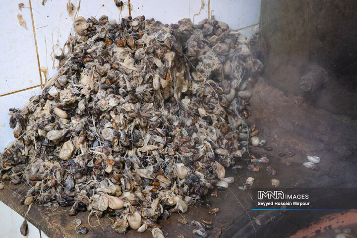 نفس‌های به شماره افتاده نوغان‌داری در تربت حیدریه