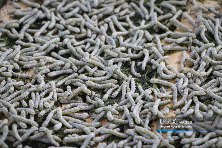 نفس‌های به شماره افتاده نوغان‌داری در تربت حیدریه