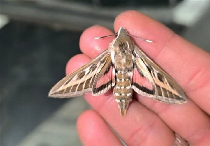 هجوم شاپرک‌ها به مشهد