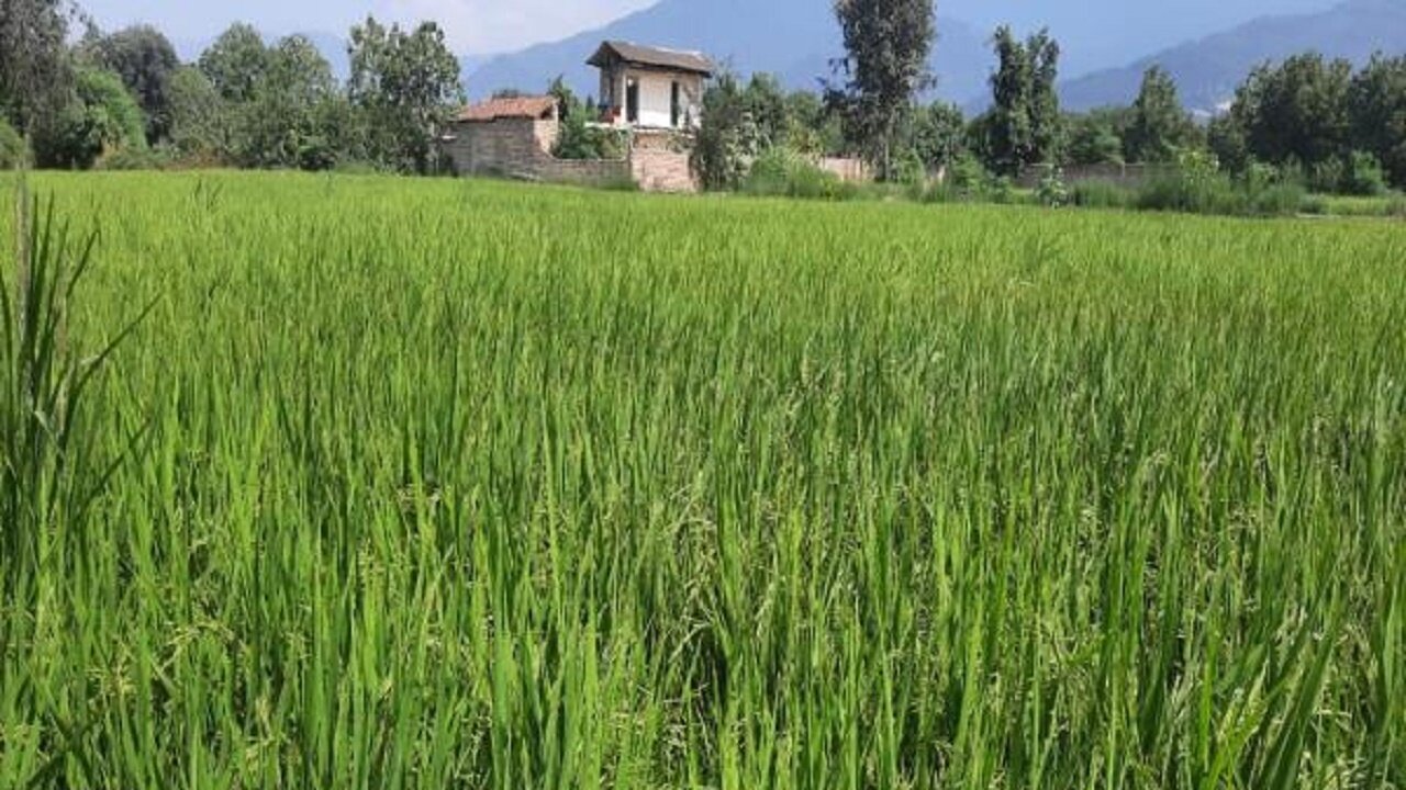 خشکهکاری؛ آینده کشاورزی پایدار در برابر کمبود منابع آبی