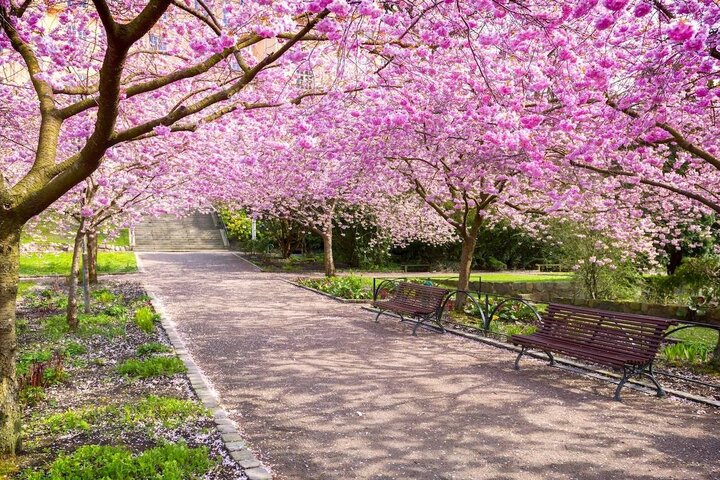 نقشی از شکوفه‌ها بر بوم بهار