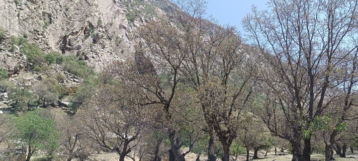 فیلم|  سایه مرگ بر سر درختان بلوط در مارگون