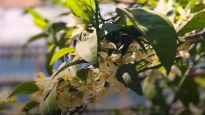 بهارنارنج؛ از خیابان‌های بابل تا سفره‌های ایرانی