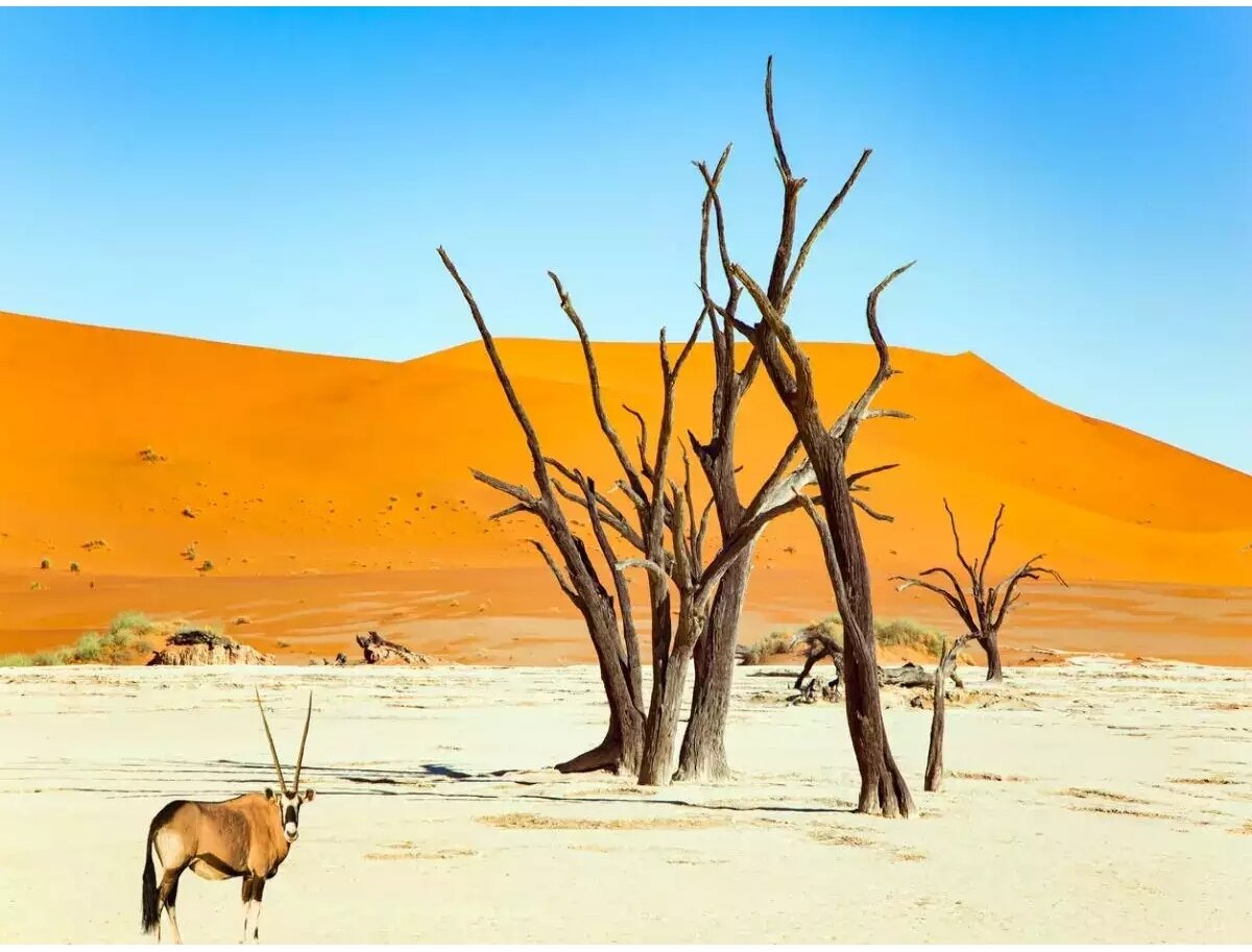 بکرترین کشورهای جهان