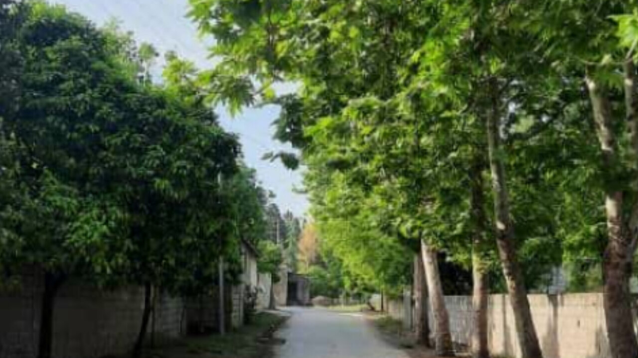 بهارنارنج؛ از خیابانهای بابل تا سفرههای ایرانی