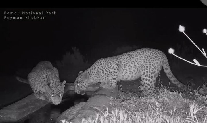 فیلم| پلنگ «اشک یک» در لامرد به دوربین‌ها افتاد