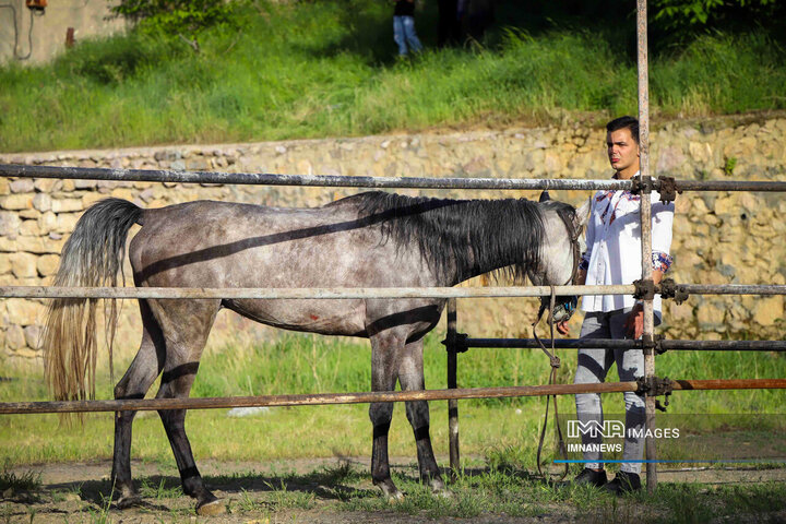 جشنواره اسب کُرد در سنندج
