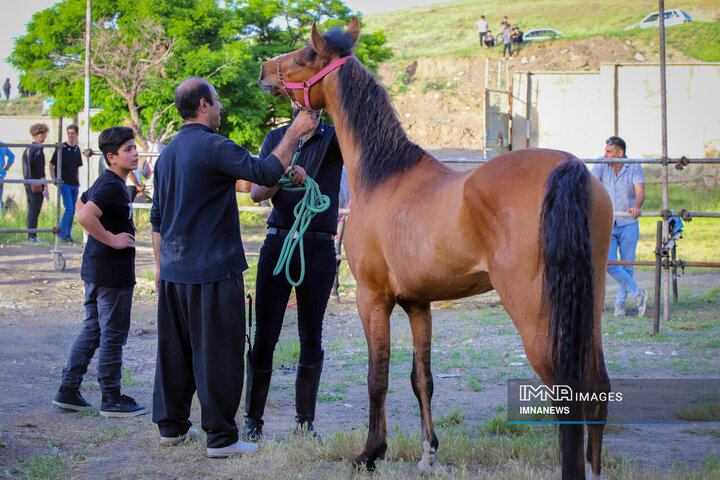 جشنواره اسب کُرد در سنندج