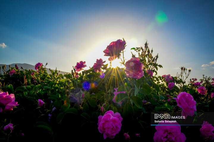 فصل گل و گلاب در میمند فارس