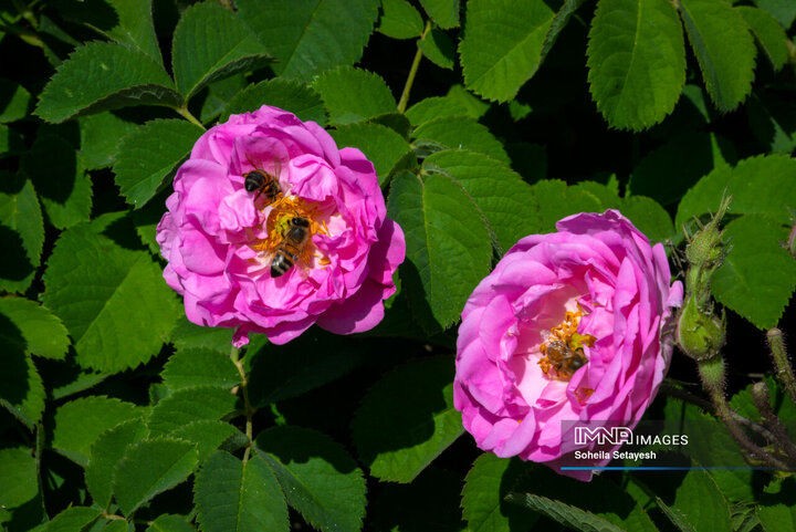 فصل گل و گلاب در میمند فارس