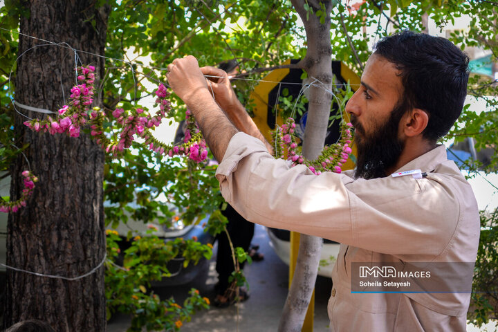 فصل گل و گلاب در میمند فارس